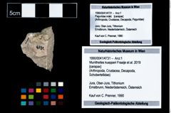 Foto (Objekt + Etikett) von Munitheites kuepperi (Fraaije et al., 2019)  (NHMW-GEO-1990-0041-4731)